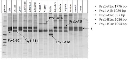 Psy1A and Psy1-B alleles