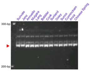 Lr34 barc352 marker, germplasm lines