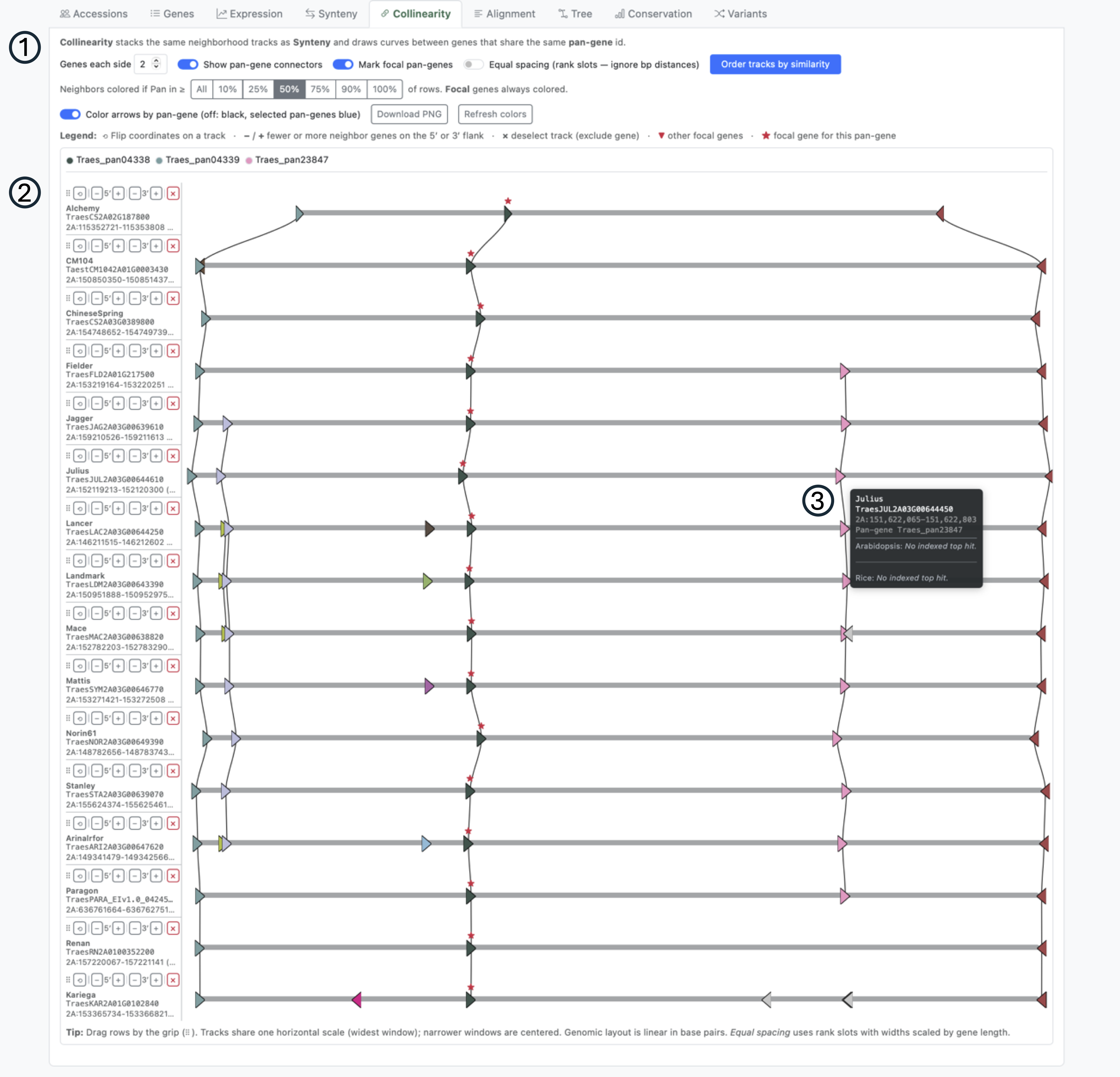 Collinearity tab with linked synteny tracks