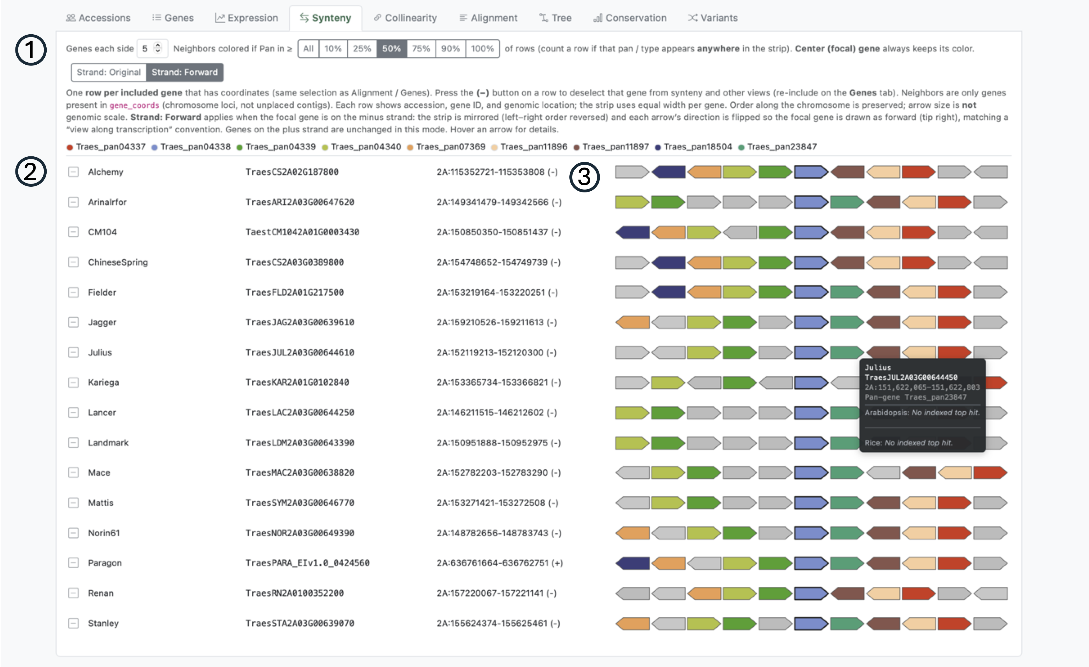 Synteny tab with per-gene neighborhood strips